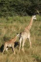 Open vehicle safaris to the Kruger National Park