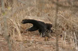 Honeybadger spotted in the Kruger National Park on a recent travel package tour