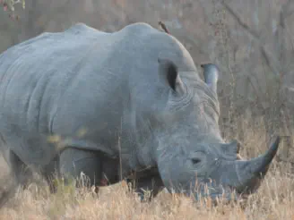 Kruger National Park Package Tour