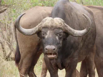 Hoedspruit Tours an Transfers Kruger Tour