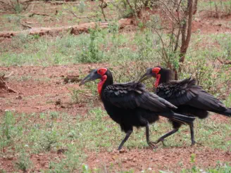 Rare sighting in Kruger National Park on a Hoedspruit Tours and Transfers Package Tour