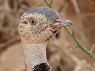 Kruger National Parks birds on a Package Tour