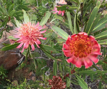 Beautiful flowers of the Panorama Route seen on foot