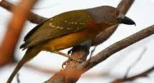 Birding Marepe Country Lodge Hoedspruit