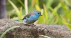 Birding Graskop and Hoedspruit