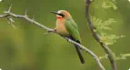 Part of a travel package to the Kruger National Park will be a bit of birding
