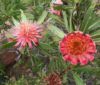 Beautiful flowers of the Panorama Route seen on foot