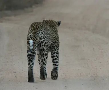 Kruger Leopard