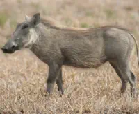 Warthog