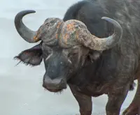 Buffalo Kruger National Park