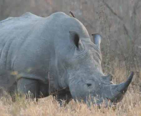 Kruger National Park and Blyde River Canyon Travel Packages