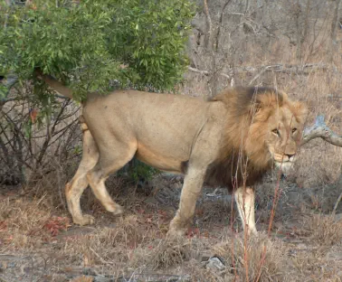 Big 5 Travel Packages including Kruger National Park