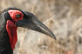 Kruger National Park Birding Safari