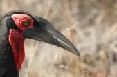 Kruger National Park Birding Safari