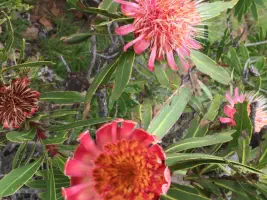 Proteas on the Panorama Route