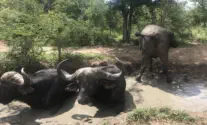 Buffalo at Sunset Game Lodge Great Kruger Conservancy Guernsey