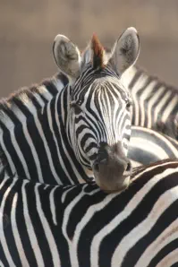 Hoedspruit tours and transfers travel packages