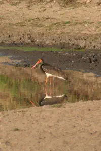 Birding in the Kruger National Park on a travel package