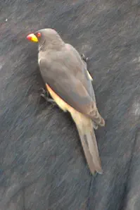 BIrds while on a tour of the Kruger National Park
