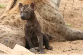Touring the Kruger National Park