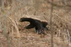 Honeybadger spotted in the Kruger National Park on a recent travel package tour