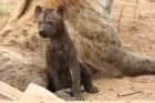 Touring the Kruger National Park
